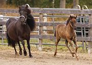 Njola von Heidmoor b